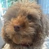 teddys.paws123
