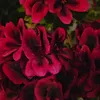 alex052057