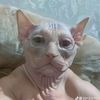 ghost_11485