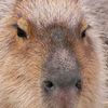 don__capybara