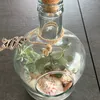 olive_72111