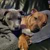 the_2_staffys