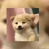 ashong_magalis