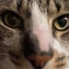 cats_loves_drugs