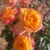 user81141045680840