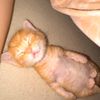 kkrmdhny_11