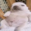 gigi_luvs_pibbles