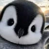slimcarrot7