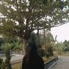 rosari.putri