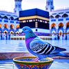 bilalmuzzafar1122