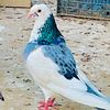 mshahroz66