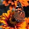 miera_dahlia