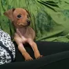 majucontinho2