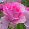 alsady.jassim