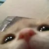 zyhnn0.9