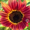 mdsuhel8685