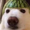 sjwiiwisiiiw_3772
