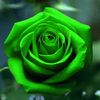 user1803618867838