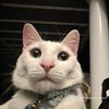 ilovemycats6754