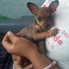 rony66309