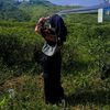 dhechika