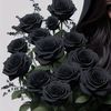 mawar.hitam647