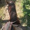 colt.on.paws