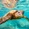 ocean_life_rhythms