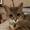 kittycatty123