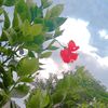 itshafsaofficial1