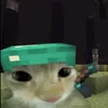 kittimeozmeoz