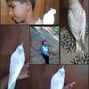 thamiya34