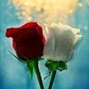 mianhassan9581