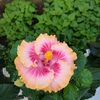 emmanuela2906