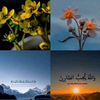 hamdi.ahmed441