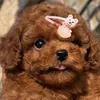 canilpoodletoy