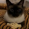 alien_cat_zipzop