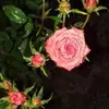 rosmeryperez3079