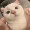 benziee_1