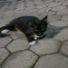 petruk.gentong