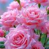 mimie.haryatie