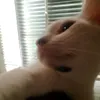 mae09814