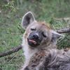 yeenthebean