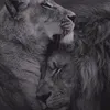 daniz_v_721