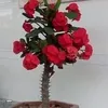 tutungoc