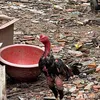 binh.chicken2