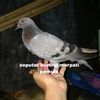 seputar burung merpati 🐦