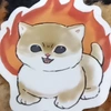 kotenok_fire