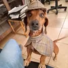 pitoco.o.caoguru