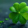 clover0312